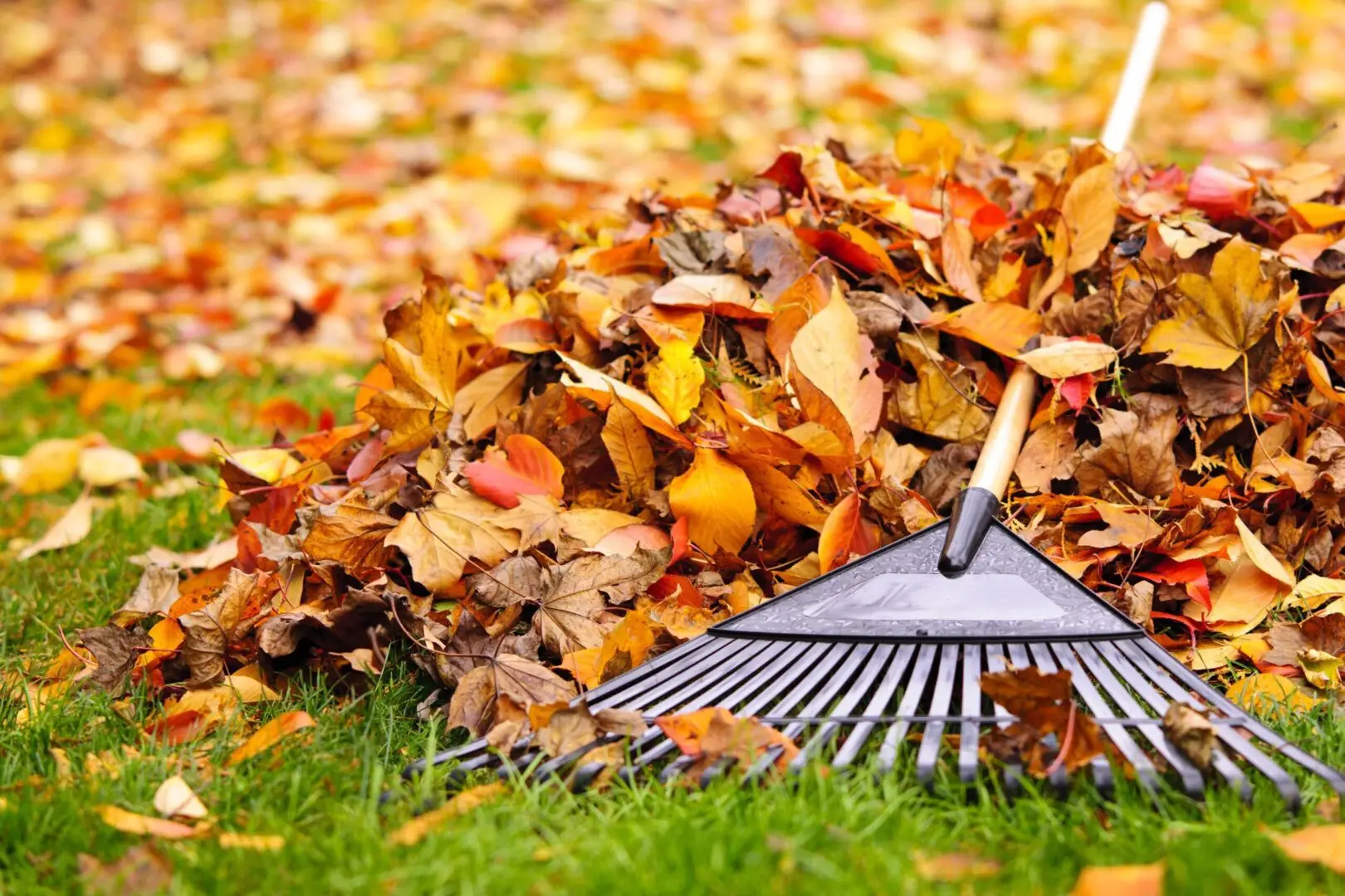 A rake leaning on a pile of fallen leaves.