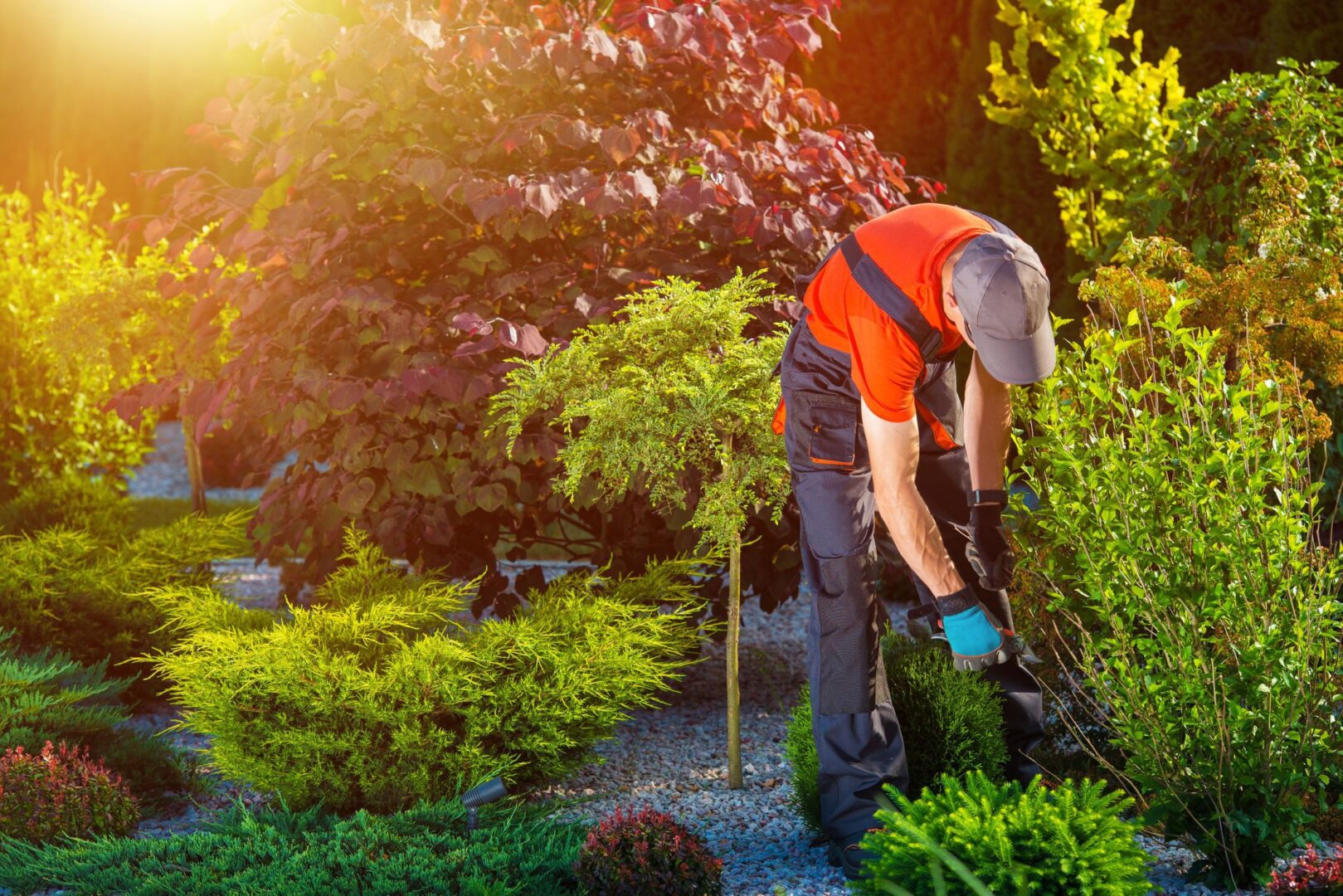 A gardener is trimming bushes in a garden.