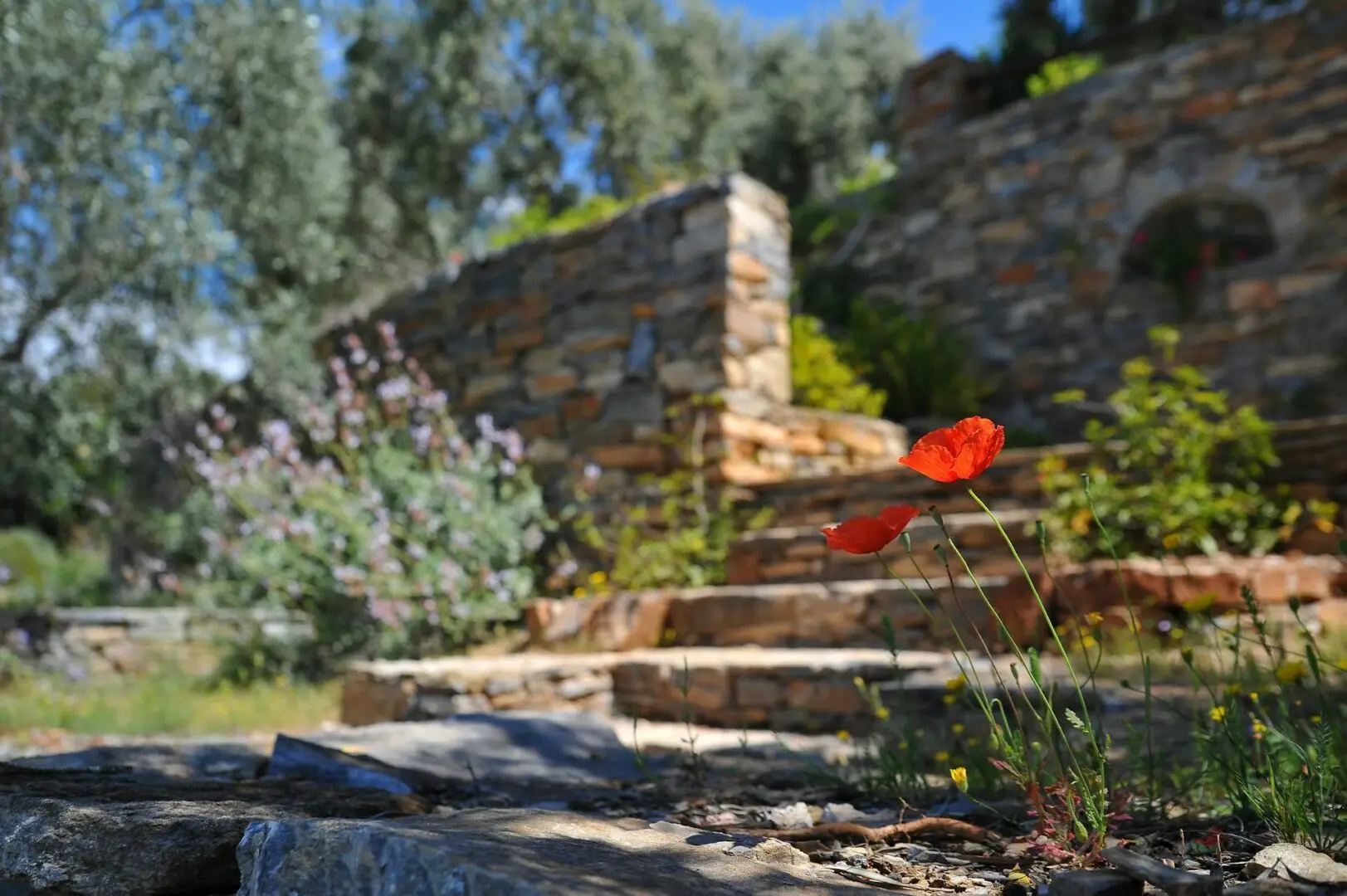 Red poppies in front of stone steps.