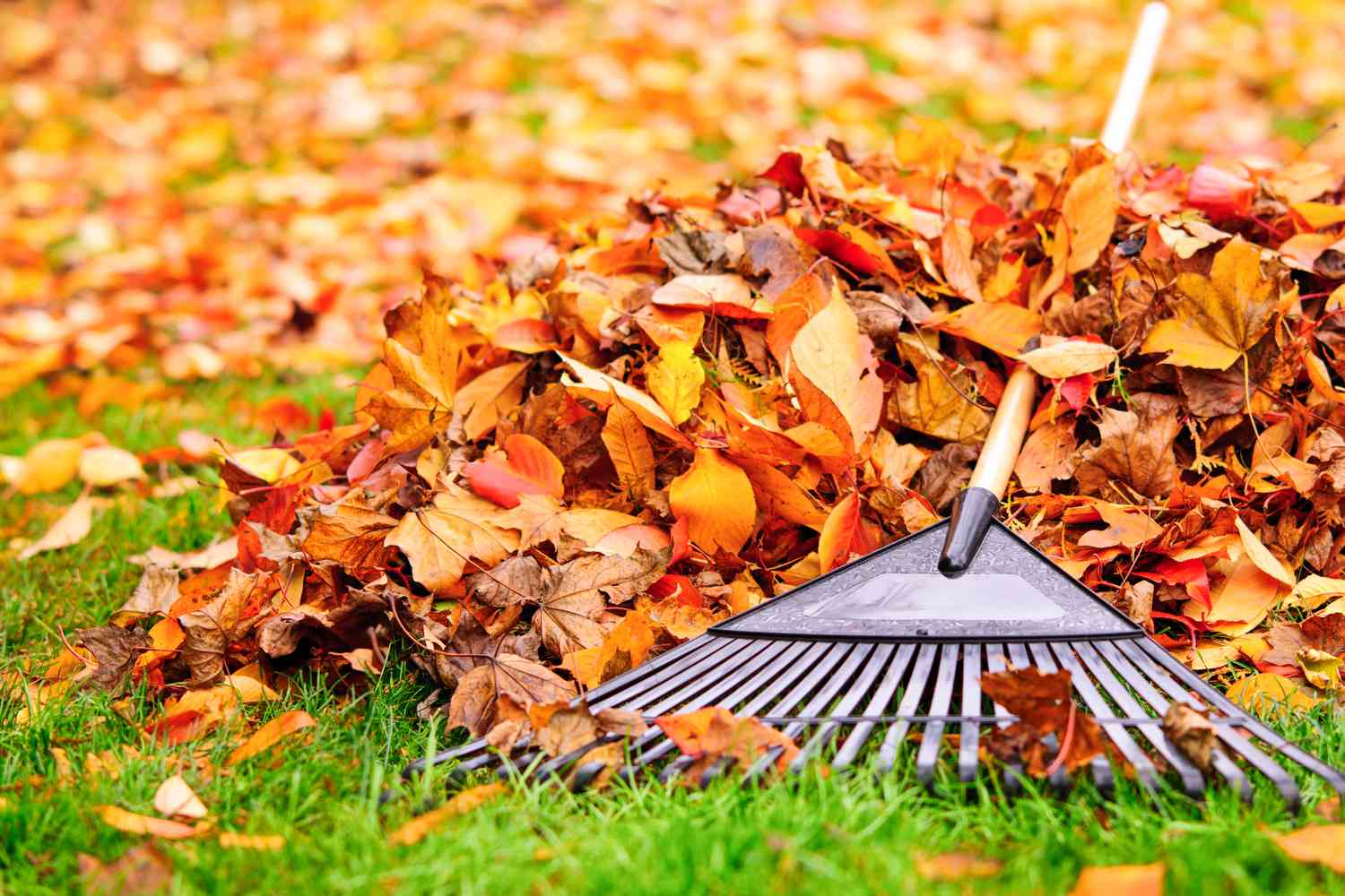 Rake and autumn leaves on grass.